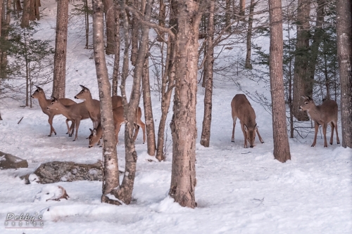 7123 Deer in the Snow