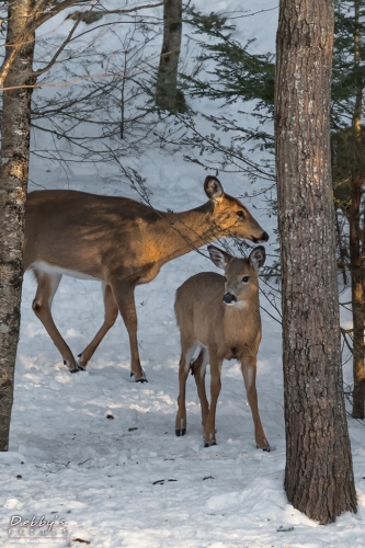 7124 Deer in the Snow