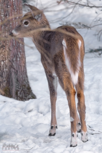 7126 Young Deer in the Snow