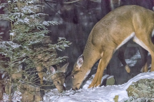 7130 Deer at Night in the Snow