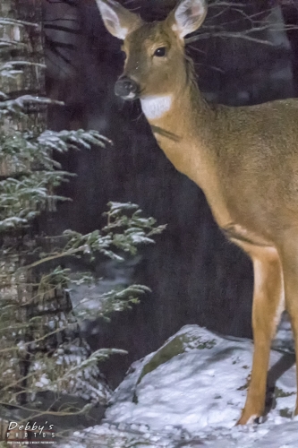 7132b Deer at Night in the Snow