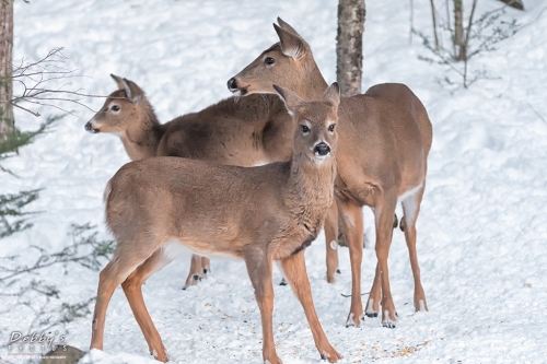 7143 Deer in the Snow
