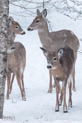 7145 Deer in the Snow