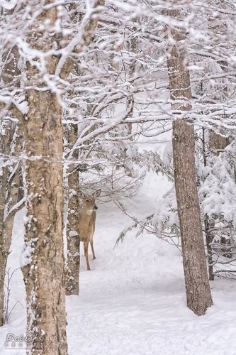7165 Snow, Deer