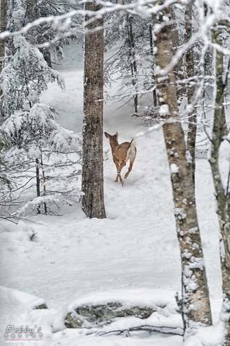 7166 Deer Running Up Snowy Trail