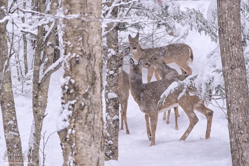 7167H Snow, Deer