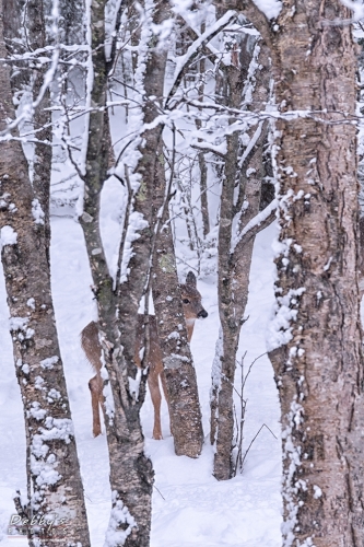 7168 Deer in the Snowy Trees