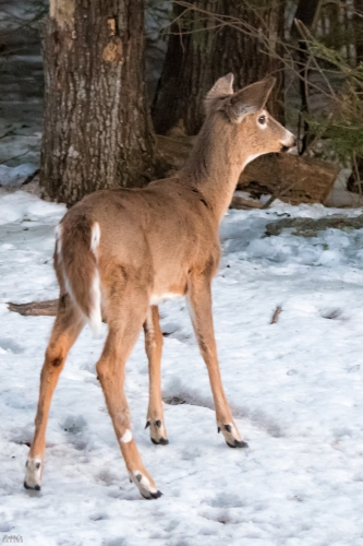 7177 Young Deer in the Snow