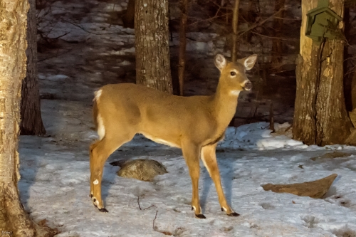 7182 Young Deer at Night