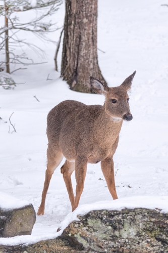 7201b Deer in the Snow