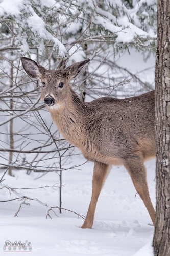 7202 Deer Peeking Around Tree and Snow