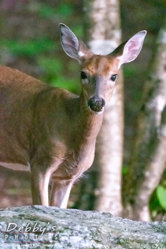 7549 White-Tail Deer