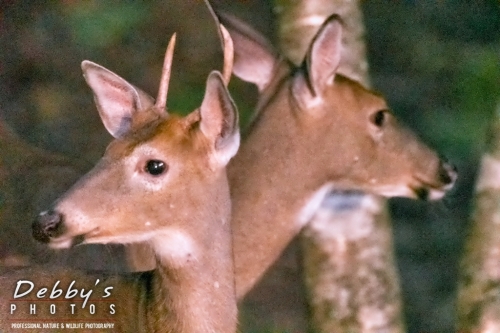 7553 Spikehorn Deer and Doe