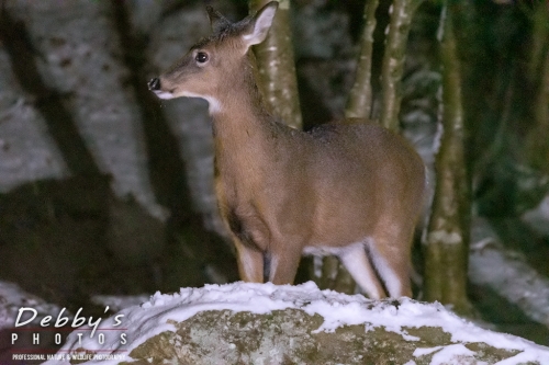7616 White-Tail Deer, Snow