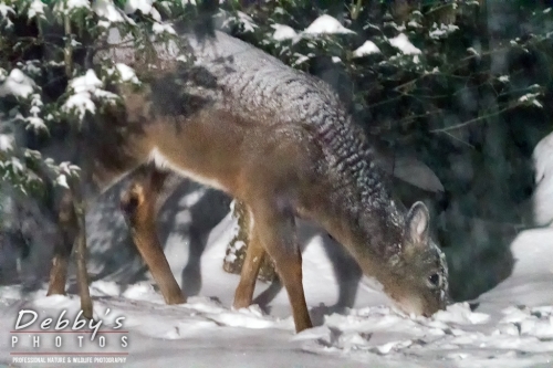 7632 White-Tail Deer, Snow