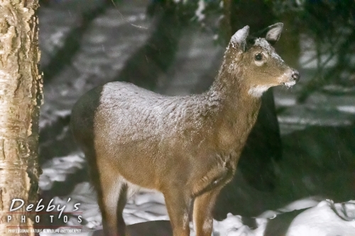 7635  White-Tail Deer, Snow