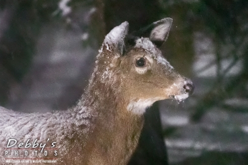 7635b  White-Tail Deer, Snow
