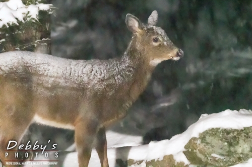 7636  White-Tail Deer, Snow
