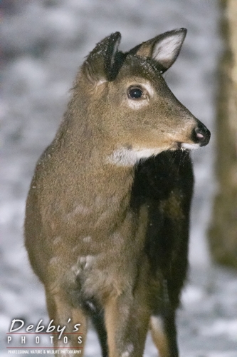 7647  White-Tail Deer, Snow