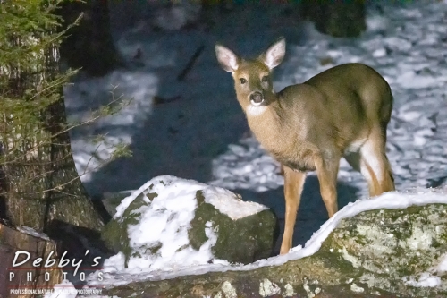 7649  White-Tail Deer, Snow