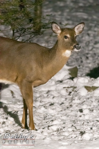 7656  White-Tail Deer, Snow