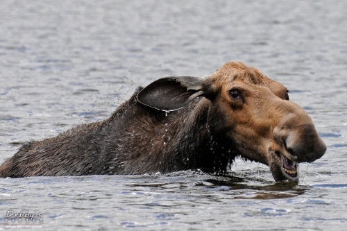 859 Cow Moose Swimming with teeth showing