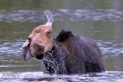 894 Moose Shaking Off Water