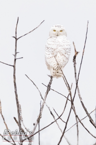 5818 20180415 Female Snowy Owl