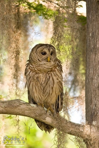 FL1907 Sunrise Barred Owl