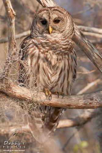 FL2267 Camouflaged Barred Owl