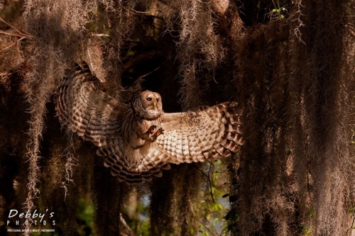 FL2269 Barred Owl Landing