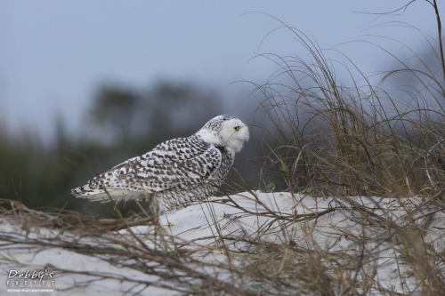 FL3094 Snowy Owl on sand dunes