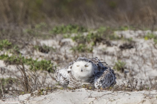 FL3095 Snowy Owl on sand dunes