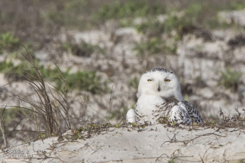 FL3096b Snowy Owl on sand dunes
