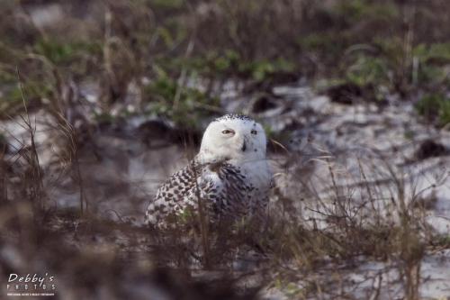 FL3122 Snowy Owl