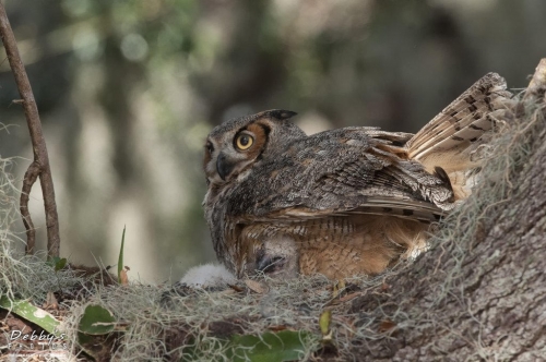 FL3135 Great Horned Owl and newborns