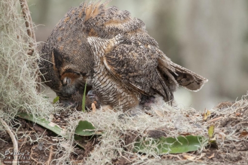 FL3138 Great Horned Owl and Newborn