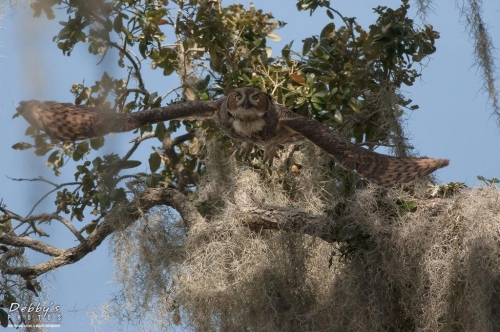 FL3167 Great Horned Owl in flight