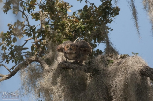 FL3168 Great Horned Owl readying for takeoff