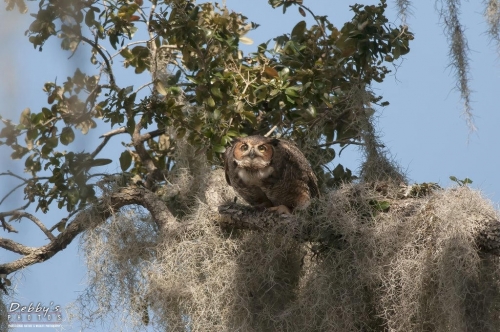 FL3169 Great Horned Owl taking off