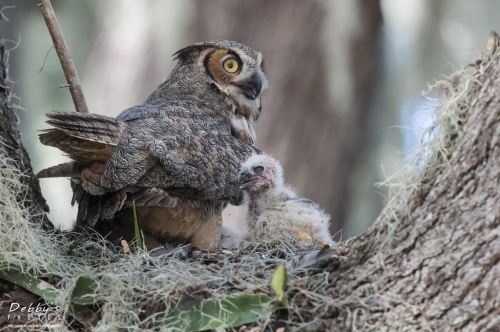 FL3171 Great Horned Owl, mom and chick