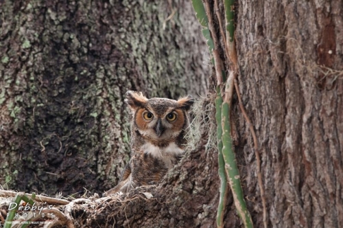 FL3195 Female Great Horned Owl in Her Nest