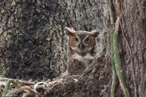 FL3195 Great Horned Owl