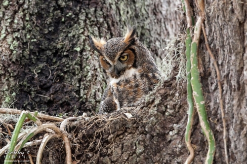 FL3196 Great Horned Owl