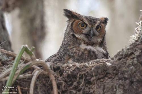 FL3197 Great Horned Owl