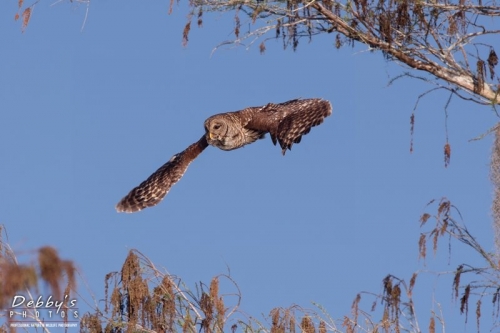 FL3470 Barred Owl in flight