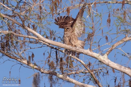 FL3471 Defensive Barred Owl