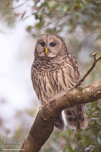 FL3623 Barred Owl