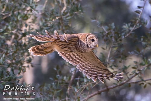 FL3624 Barred Owl in flight