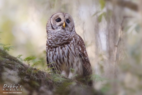 FL3626 Barred Owl